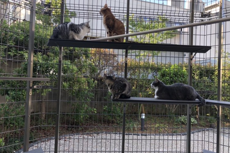 ねこちゃんと暮らす家🐈その後…🐾