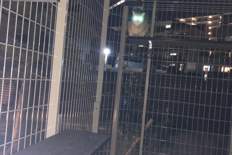ねこちゃんと暮らす家🐈ねこビーーーーーム👀✨❣